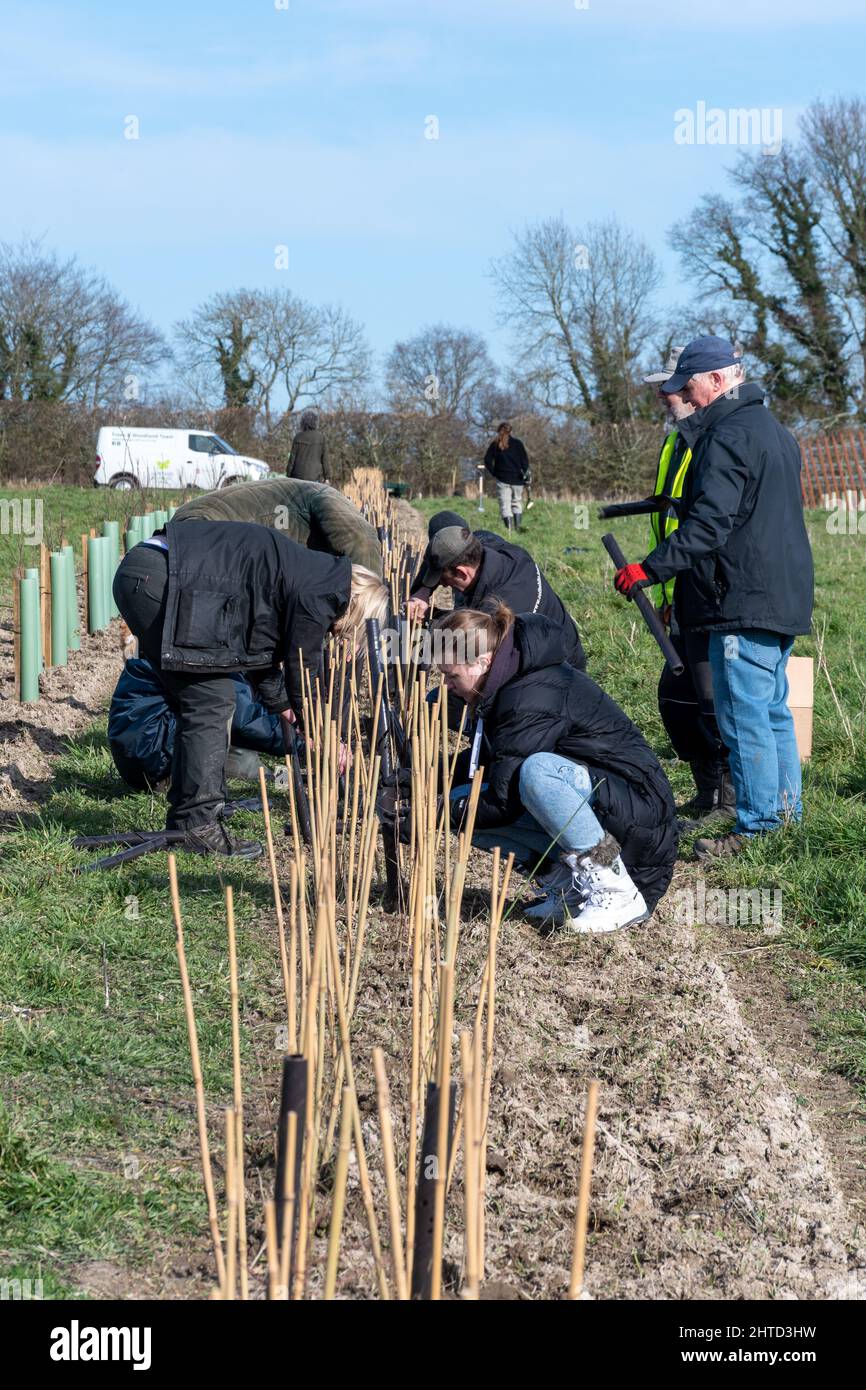 Freiwillige bei einer Baumbepflanzung und Heckenbepflanzung im Hartley Wine Estate in Hampshire, England, Großbritannien Stockfoto