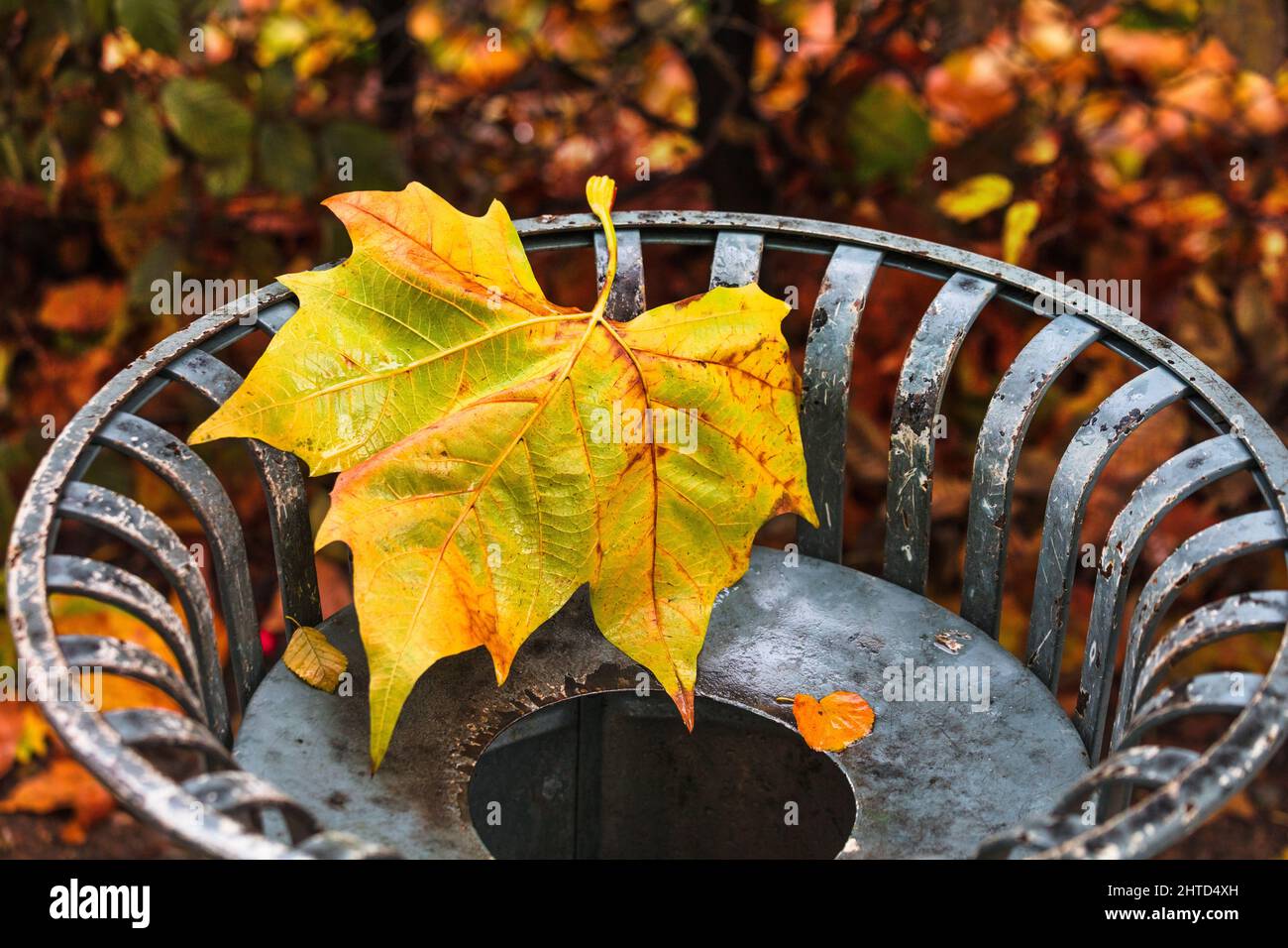 Ahornblatt auf Mülltonne, im Herbst Stockfoto