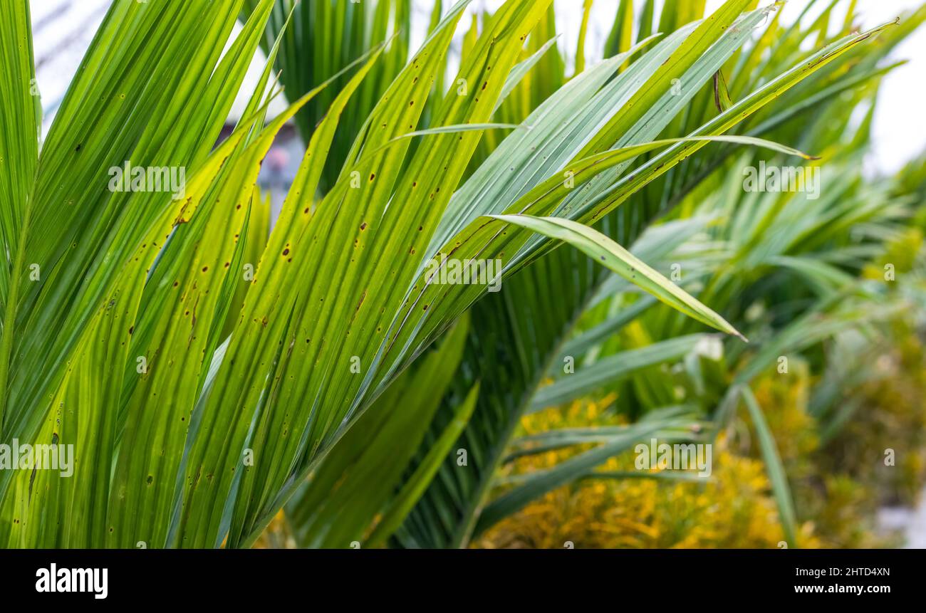 Nahaufnahme des Blatts der Areca-Nuss in einem botanischen Park Stockfoto