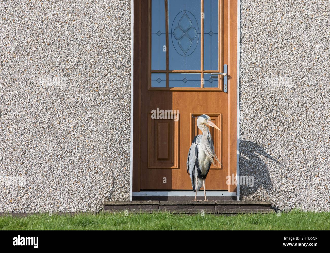 Fountainstown, Cork, Irland. 27.. Februar 2022. Ein Heron wartet geduldig vor der Haustür auf den Hausbesitzer, um ihm das Frühstück in Fountainstown, Co. Cork, Irland, zu servieren. - Credit; David Creedon / Alamy Live News Stockfoto