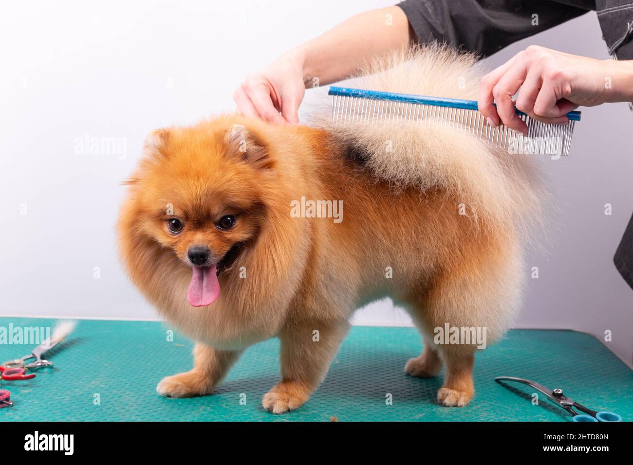 Professionelle Pistenerin kümmert sich im Tierpflegesalon um den orangefarbenen pommerschen Spitz. Der Mitarbeiter des Friseursalons schneidet in Nahaufnahme Haare am Hundeschwanz. Spezialist Stockfoto