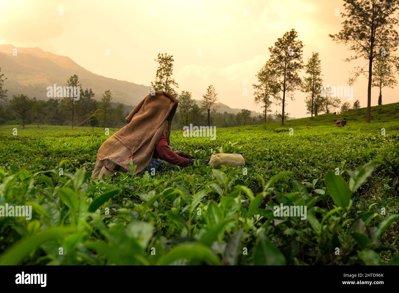Arbeiter pflücken Teeblätter in Teeplantage, schöne Morgenansicht von Wayanad, Kerala Natur Landschaft, International Tea Day Konzept Bild Stockfoto