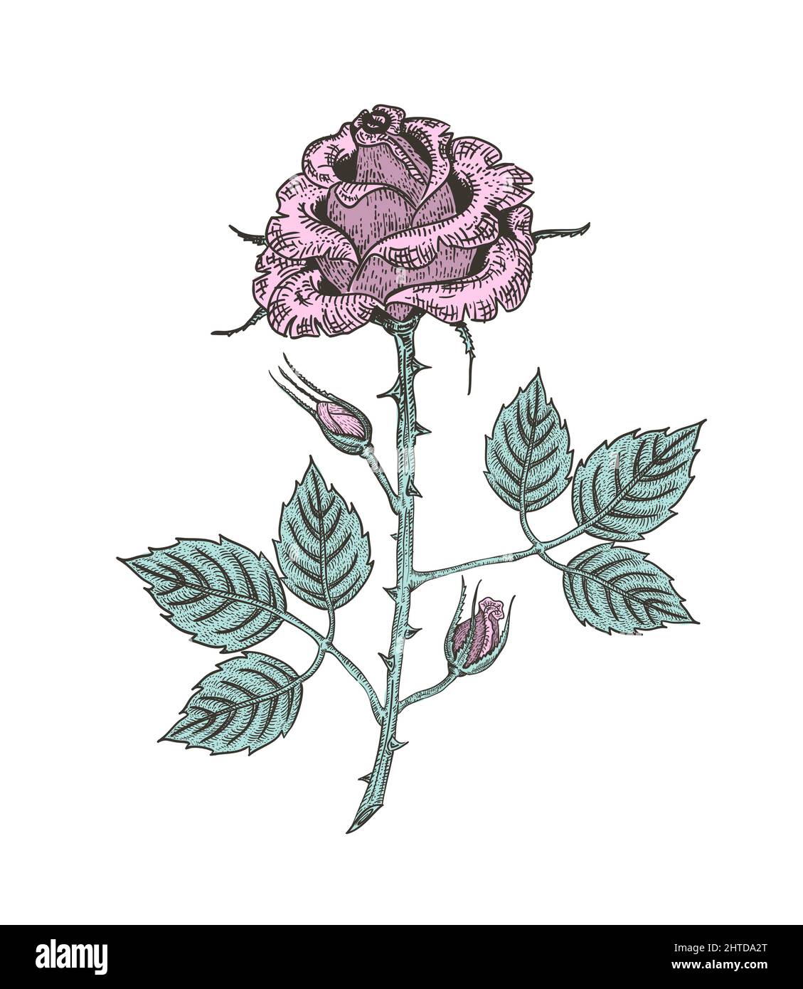 Vektor-Illustration einer rosa Rosenblume, botanisch handgezeichnete gravierte Skizze eines Pflanzenzweiges mit Knospen und Blättern Stock Vektor