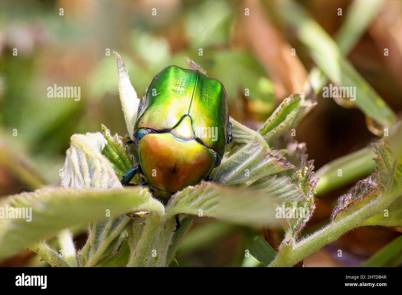 Nahaufnahme eines Rosenkoffers, der auf den Blütenblättern einer Blume auf dem verschwommenen Hintergrund sitzt Stockfoto
