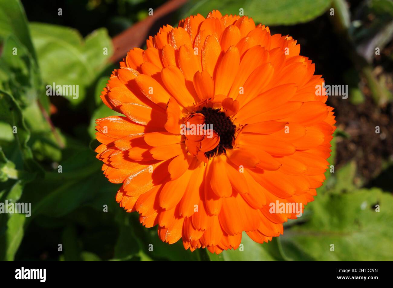 Englische Ringelblume (Ringelblume) mit einem unscharfen Hintergrund Stockfoto