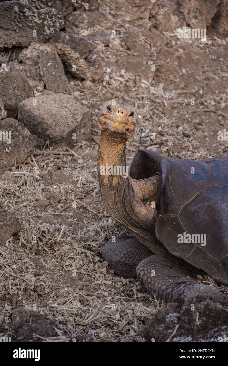 Lustige Aufnahme der Galapagos-Riesenschildkröte, die in ihrem natürlichen Lebensraum sitzt und der Kamera zuschaut Stockfoto