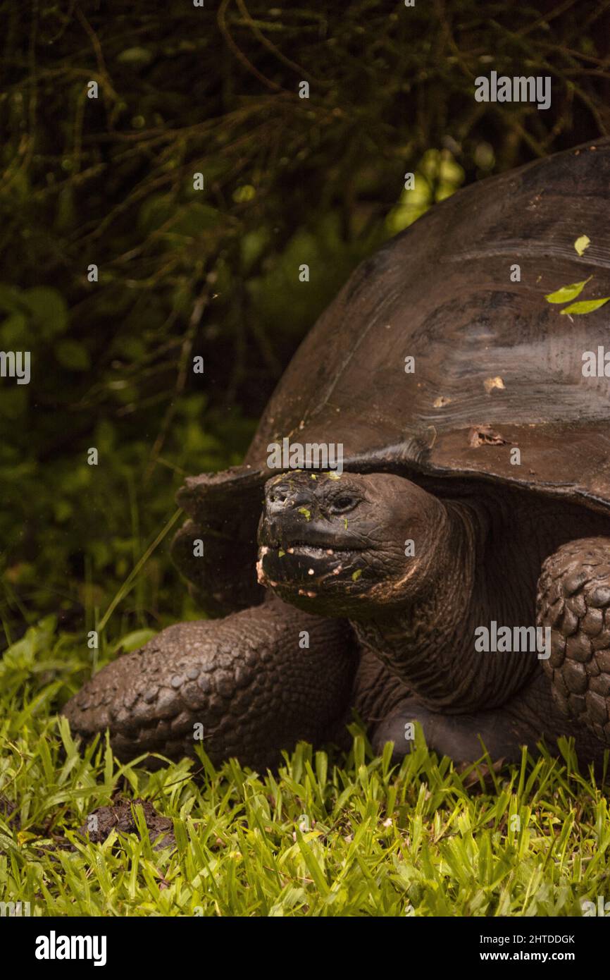Nahaufnahme der Galapagos-Riesenschildkröte, die in ihrem natürlichen Lebensraum auf dem Gras sitzt Stockfoto