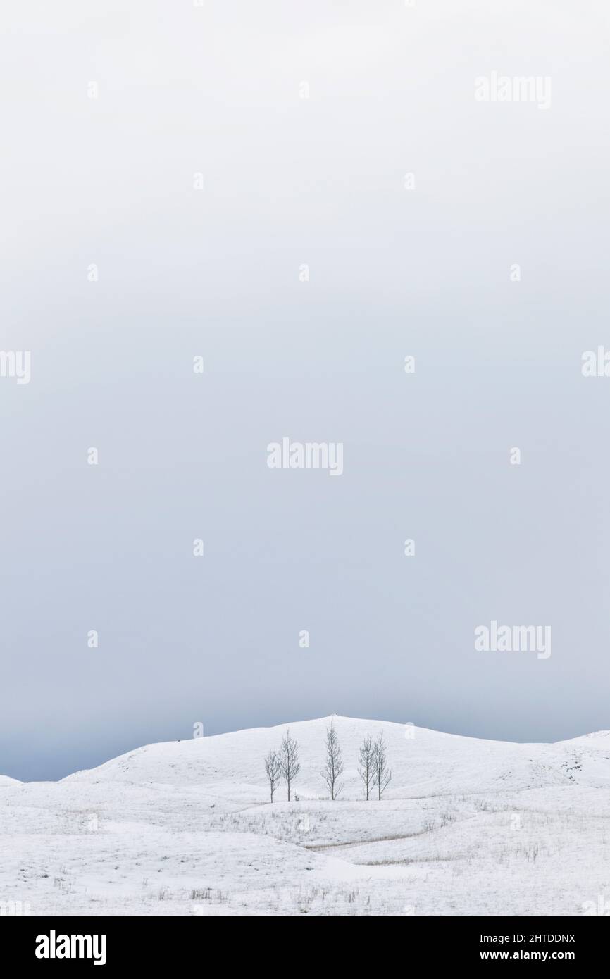 Fünf Bäume isoliert gegen schneebedecktes hügeliges Gelände in Island Stockfoto