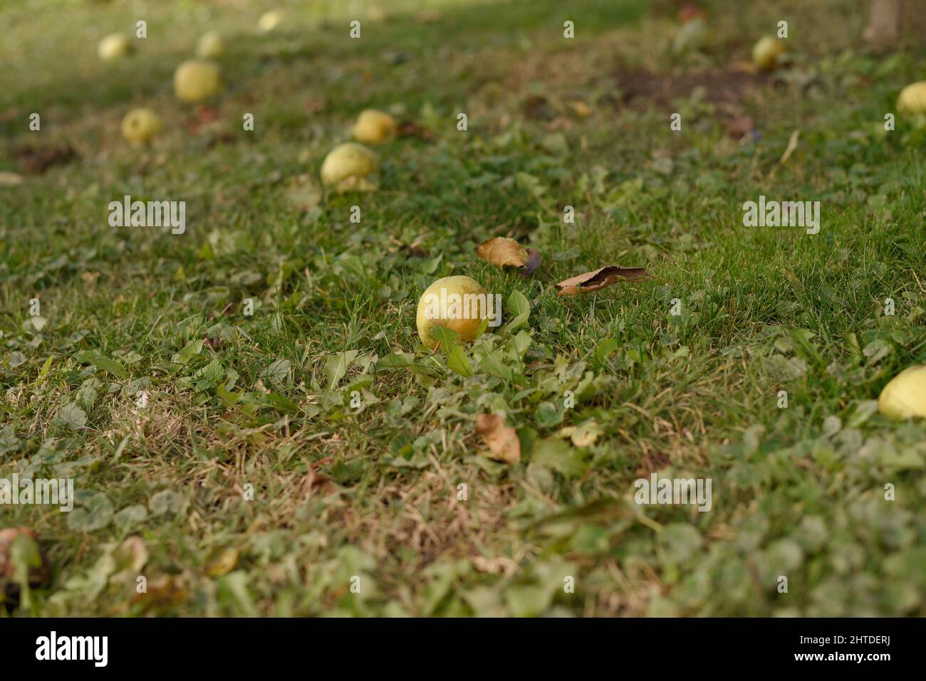 Eine Nahaufnahme von Äpfeln, die in einem Garten auf das grüne Gras gefallen sind Stockfoto