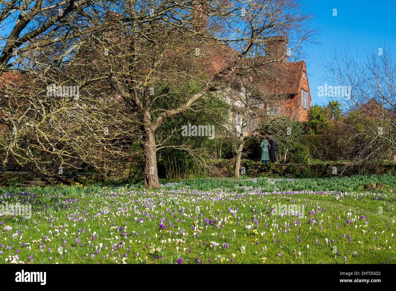 Krokusse in Great Dixter Gardens, East Sussex, Großbritannien Stockfoto