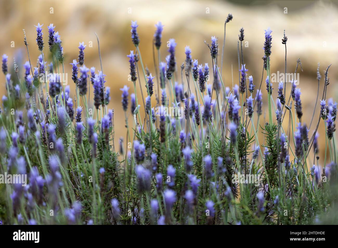 Ein selektiver Fokus von Lavendelblüten, die auf dem Feld blühen Stockfoto