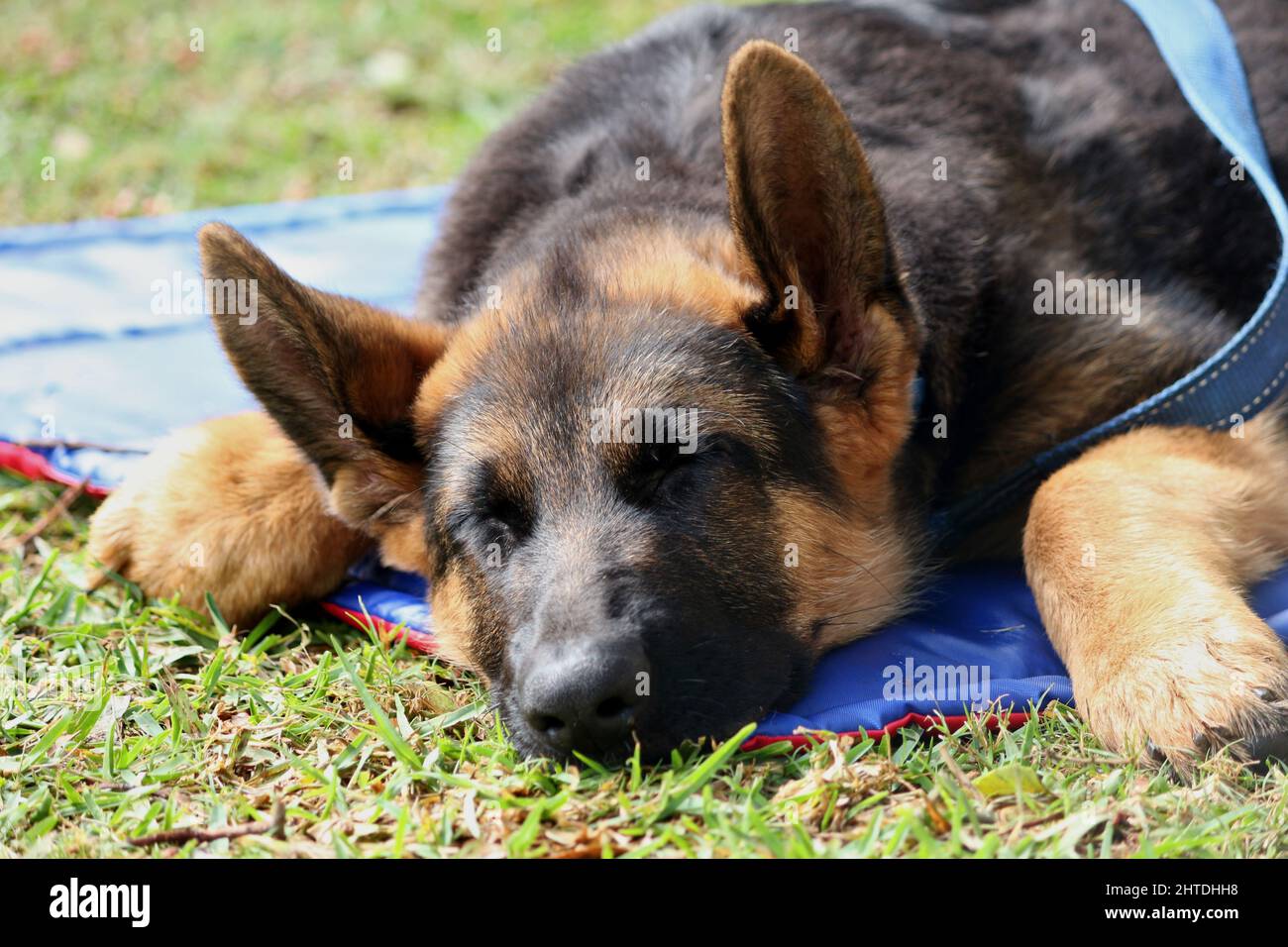 Ein Nahaufnahme-Porträt eines niedlichen braunen Schäferhundes, der auf einer Decke schläft Stockfoto