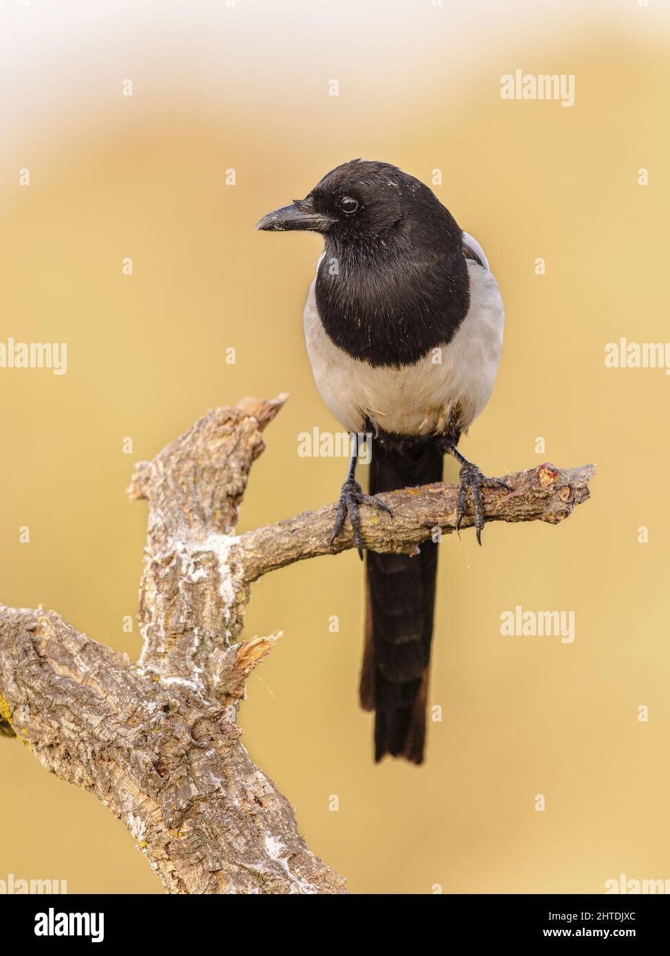 Eurasische Elster (Pica pica), die in einem Baum auf hellem Hintergrund thront und die Kamera in Extremadura, Spanien, anschaut. April. Wildlife Szene der Natur in Europ Stockfoto