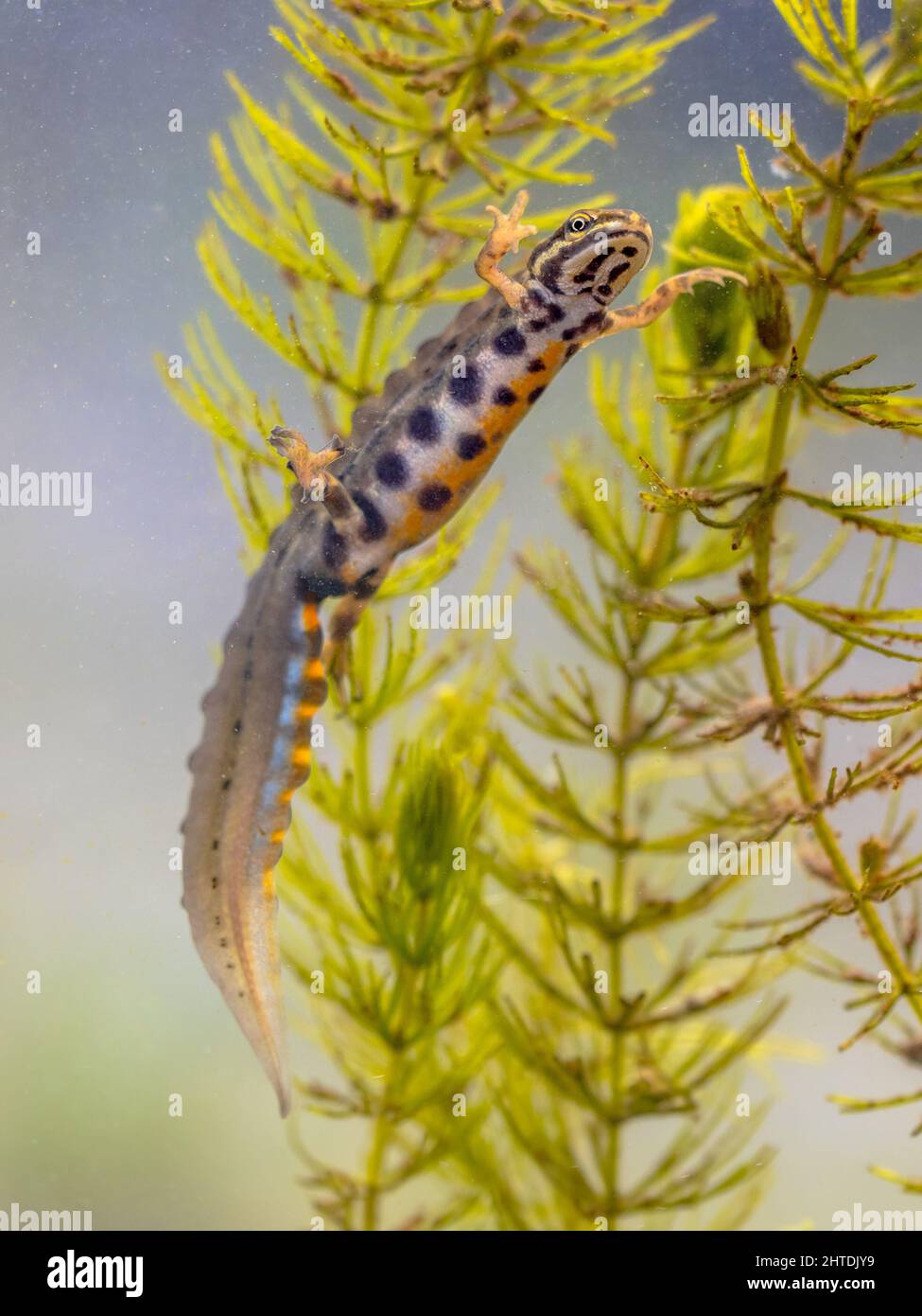 Gewöhnlicher Molch (Lissotriton vulgaris) männliche Wasseramphibie, die im Süßwasserlebensraum des Teiches schwimmt. Unterwasser Tierwelt Szene von Tier in der Natur von EUR Stockfoto