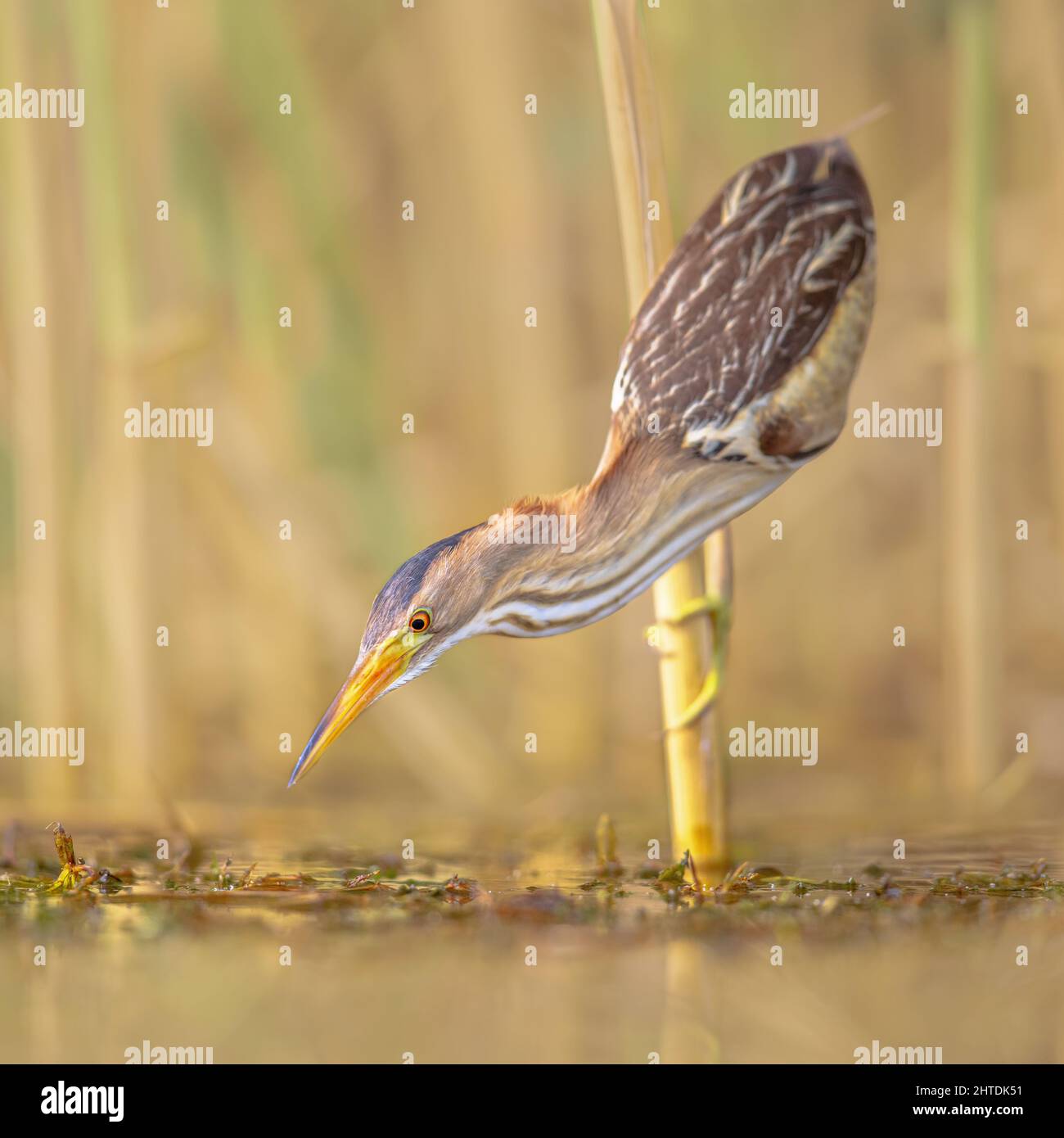 Kleine Seeschwalbe (Ixobrychus minutus), die im Schilf über dem Wasser eines Sees thront, während sie angeln. Bulgarien. Wildlife Szene der Natur in Europa. Stockfoto