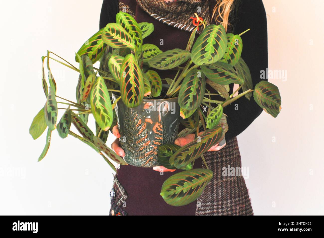 Eine Frau, die eine gesunde Gebetspflanze (Red Maranta Calathea) vor sich hält Stockfoto