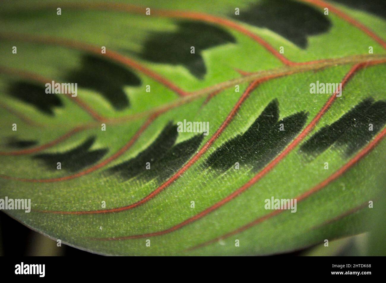 Ein einzelnes Blatt aus der Gebetspflanze (Red Maranta Calathea) mit dem Blattmuster und markanten roten Adern Stockfoto