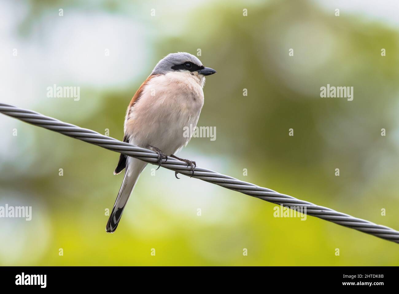 Rotrückenwürger (Lanius collurio) auf Draht. Dies ist ein fleischfressender Singvögel und Mitglied der Garnelenfamilie Laniidae. Wildlife Szene von Stockfoto