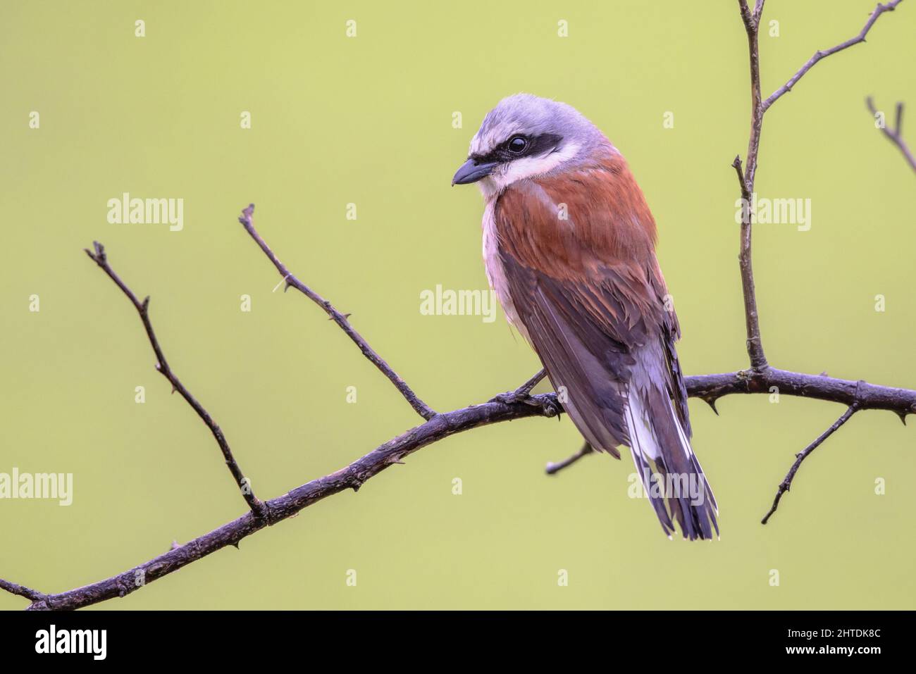 Rotrückenwürger (Lanius collurio) auf einem Ast. Dies ist ein fleischfressender Singvögel und Mitglied der Garnelenfamilie Laniidae. Wildtierszene o Stockfoto