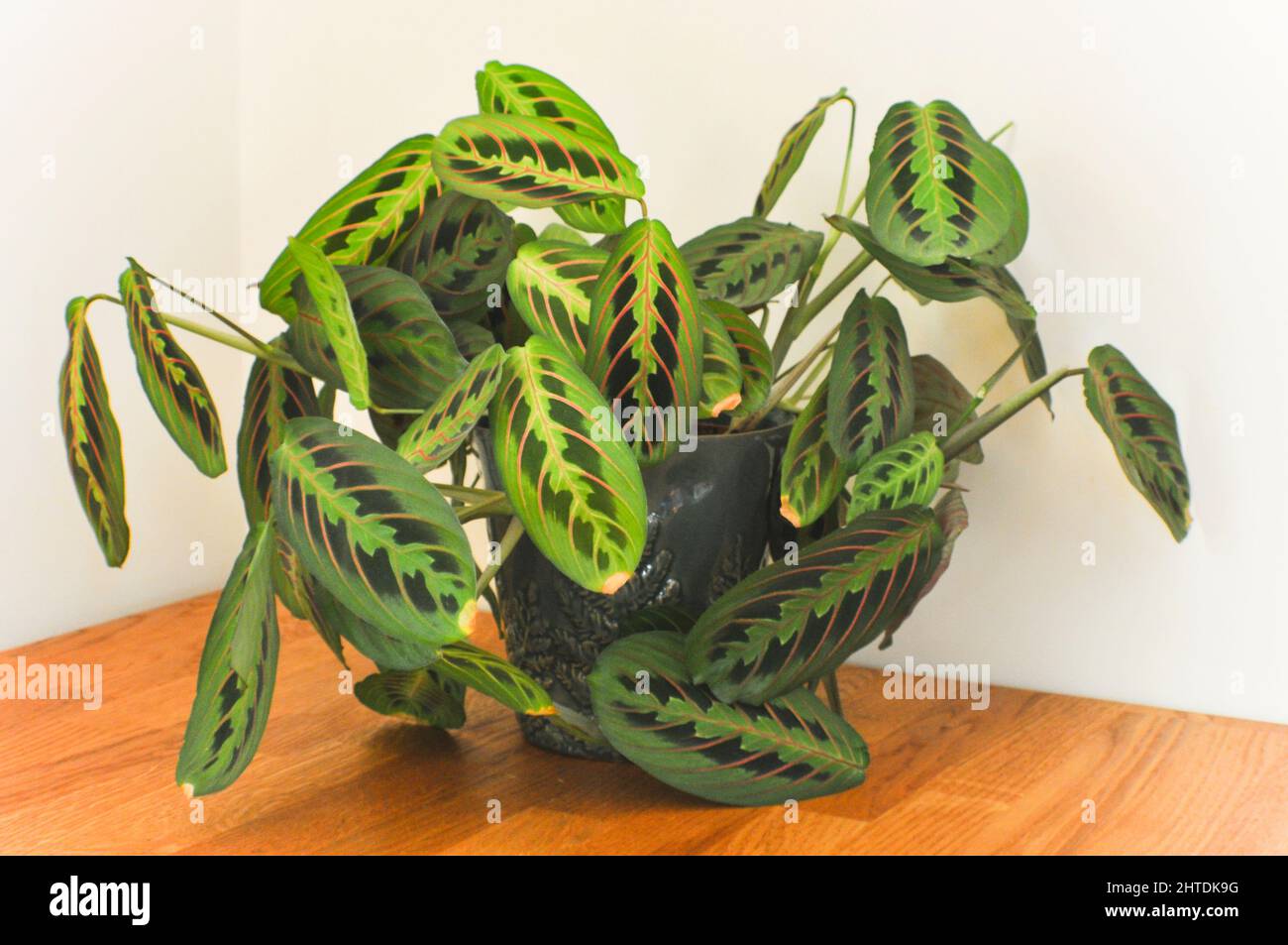 dracena reflexa Potted 12
