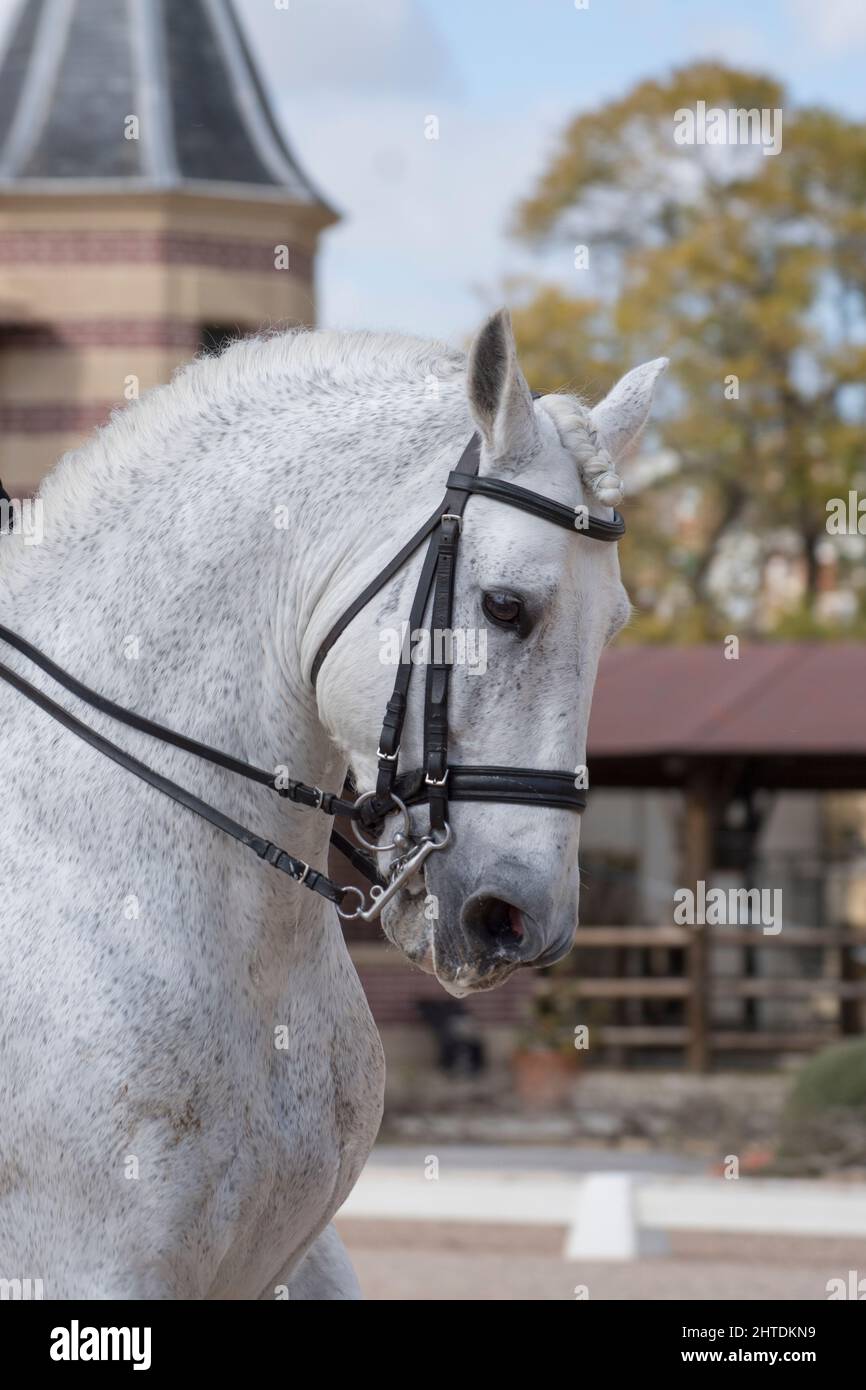 Gesichtsbildnis eines grauen spanischen Pferdes vor dem Dressurreiten Stockfoto