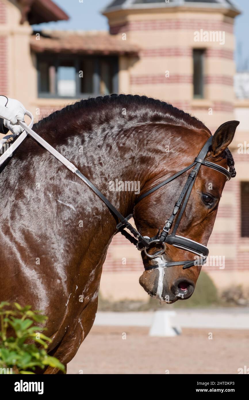 Gesichtsbildnis eines bey spanischen Pferdes vor dem Dressurturnier Stockfoto