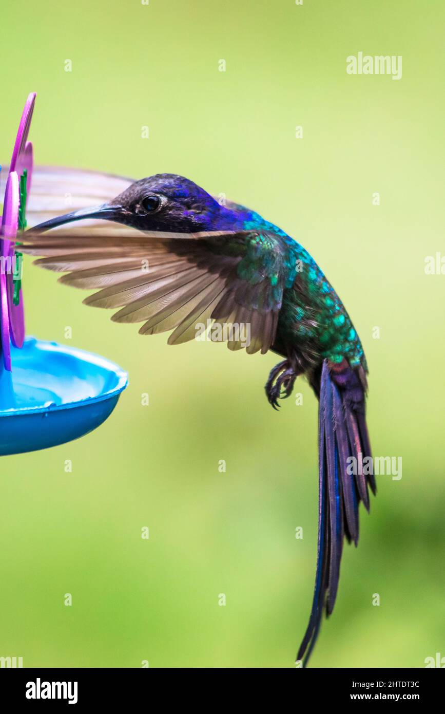 Shallow-Focus-Aufnahme eines glitzernden bauchigen Smaragds, der Nektar auf verschwommenem grünem Hintergrund saugt Stockfoto