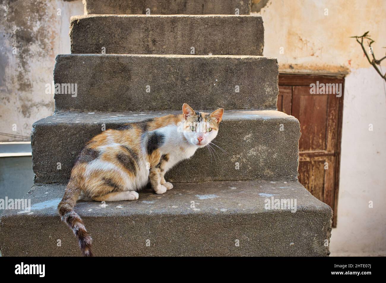 Nahaufnahme einer streunenden Katze auf den Straßen von Symi in Griechenland Stockfoto