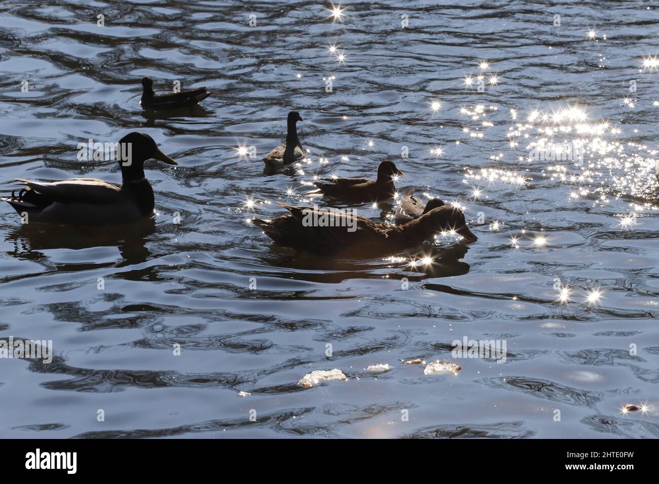 ducky, Glimmer, Entchen, Sonneneruptionen, sonnig, Reflexion, außen, Flügel, draußen, Park, Fluss, europa, gemeiner Morehen, Fauna, gemeiner Gallinule, gallin Stockfoto