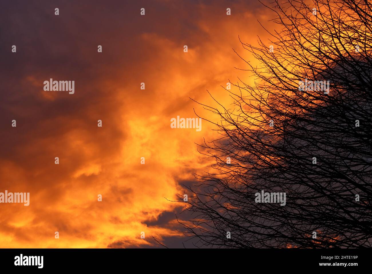 Dunkle Äste eines Baumes vor dunklen und orange-roten Wolken am Abendhimmel bei stürmischem Wetter, kopieren Raum Stockfoto