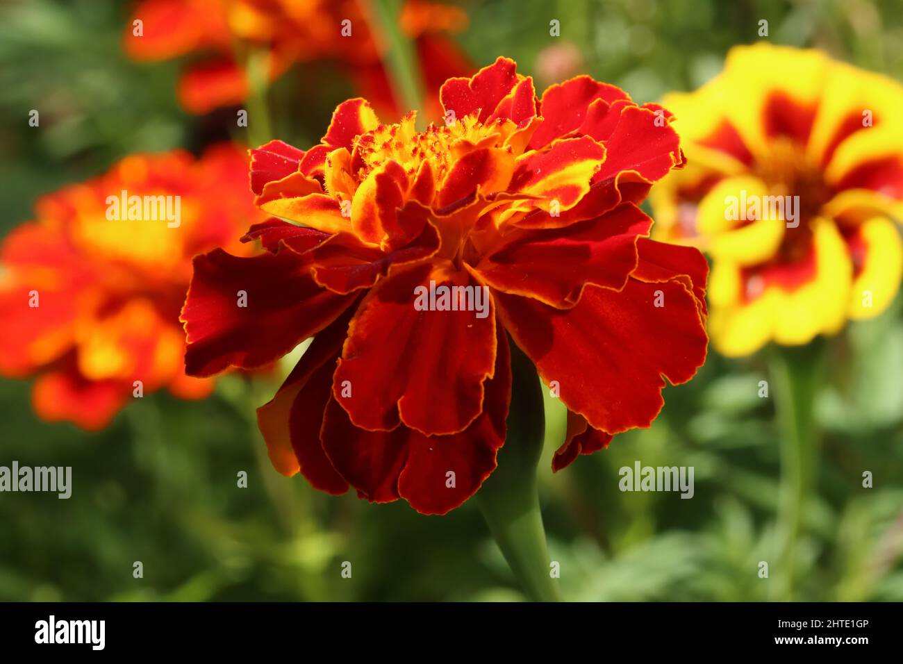 Seitenansicht einer roten Tagetes-Patula, Nahaufnahme Stockfoto