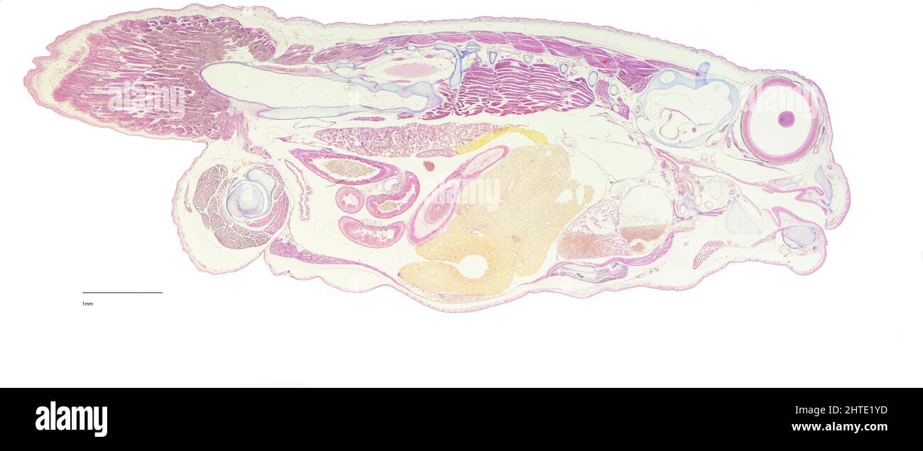 Kaulquappe-Metamorphose, Eine Serie von mikroskopischen Objektträgerschnitten, die zur Zeit der Metamorphose von einem Kaulquappe zu einem Frosch von derselben Probe genommen wurden. Stockfoto