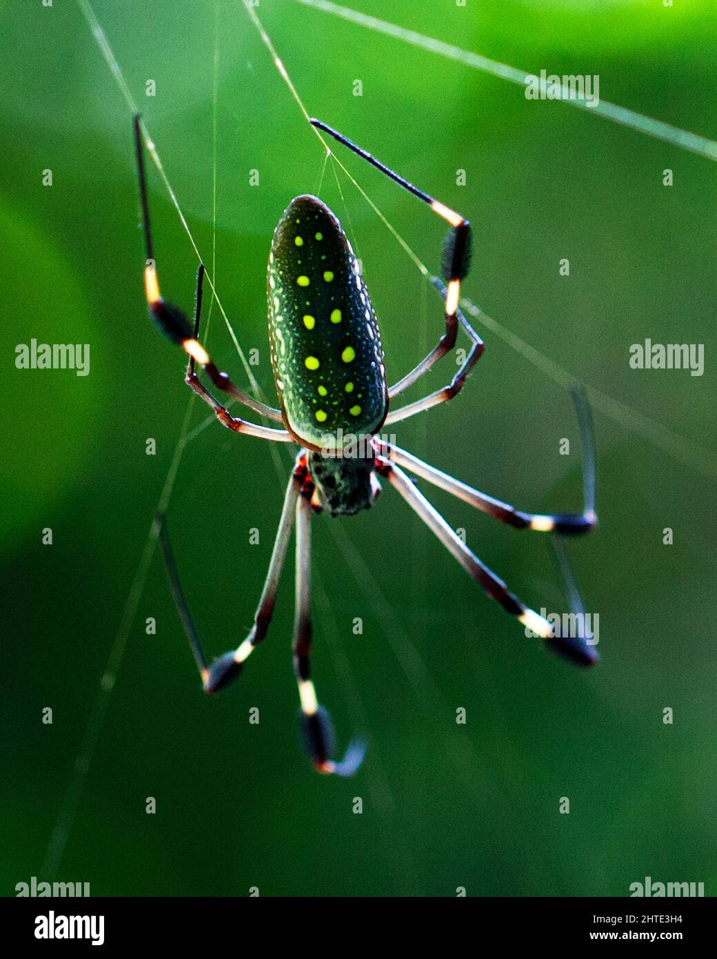 Nahaufnahme einer Golden Orb Spinne (Nephila), die im Netz im Corcovado National Park, Costa Rica, hängt. Stockfoto