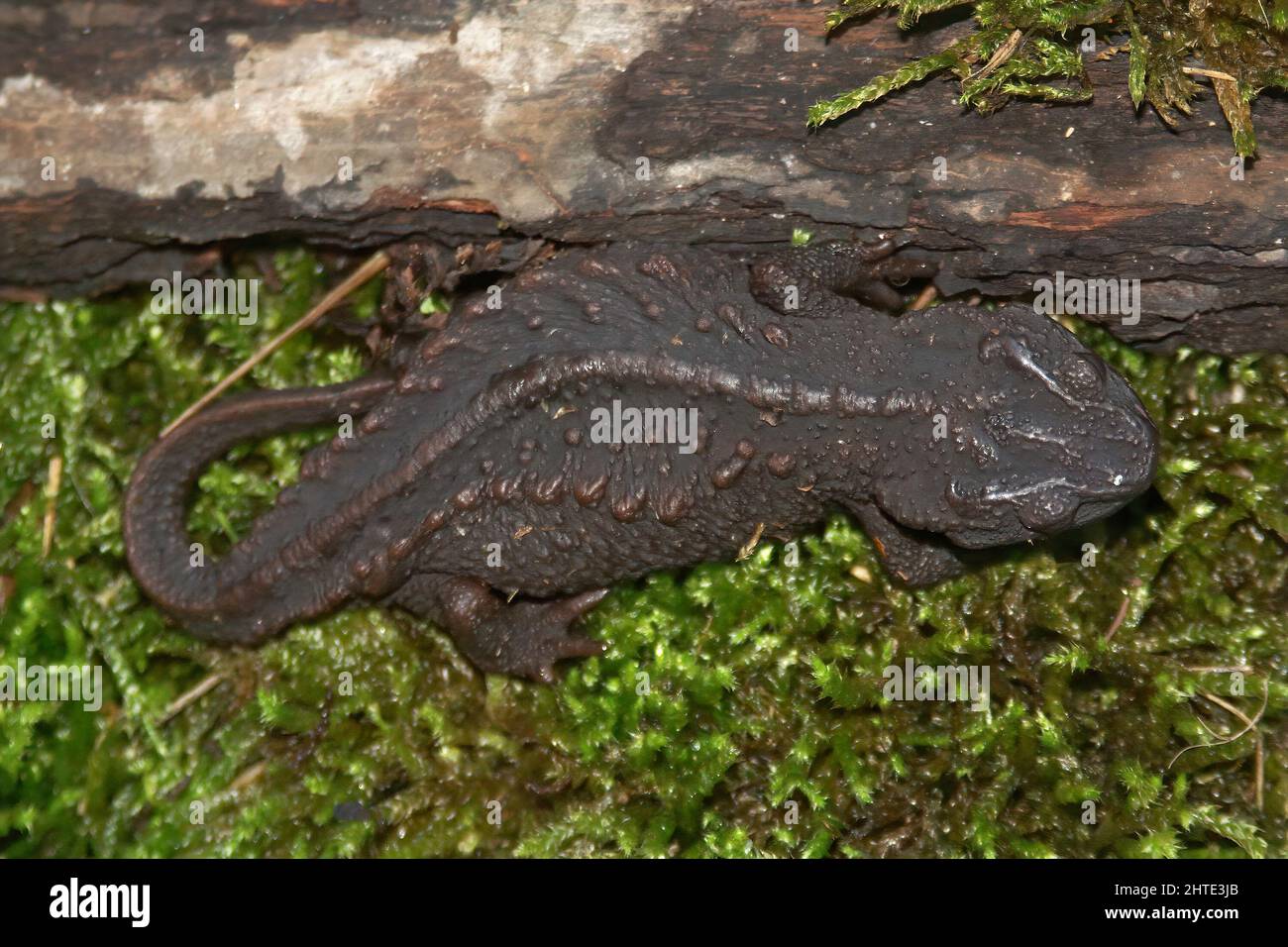 Echinotriton andersoni Fotos und Bildmaterial in hoher Auflösung Alamy