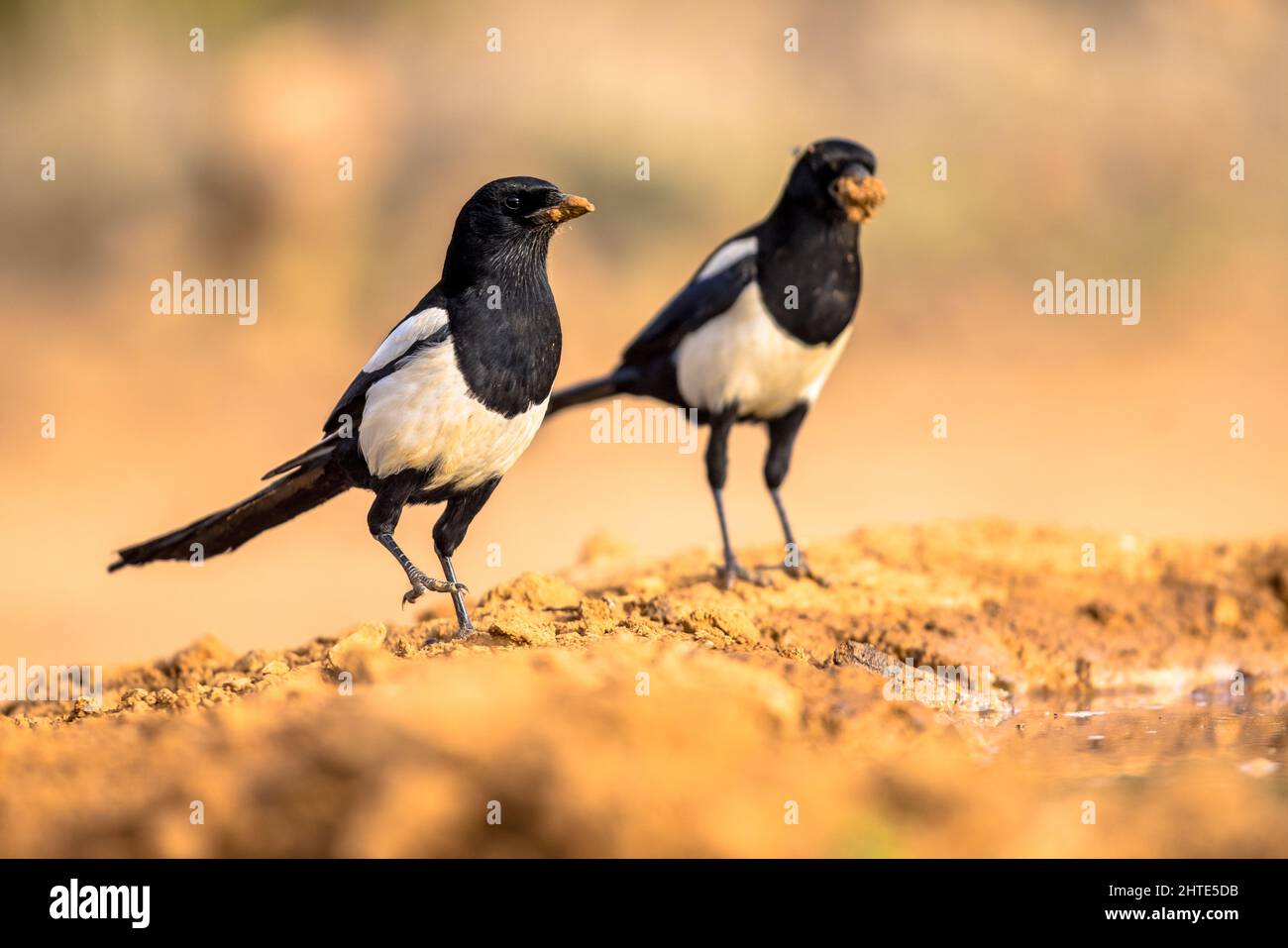 Zwei eurasische Elster (Pica pica), die in Sand auf hellem Hintergrund thront und die Kamera in Extremadura, Spanien, anschaut. April. Wildlife Szene der Natur in E Stockfoto