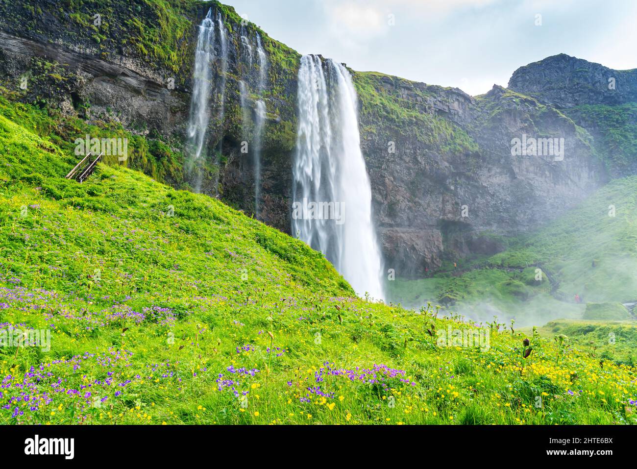 Natürliche Landschaft von schönen Seljalandsfoss Wasserfall mit dem Feld der lila Nootka Lupine und Gelbe Blumen. Stockfoto