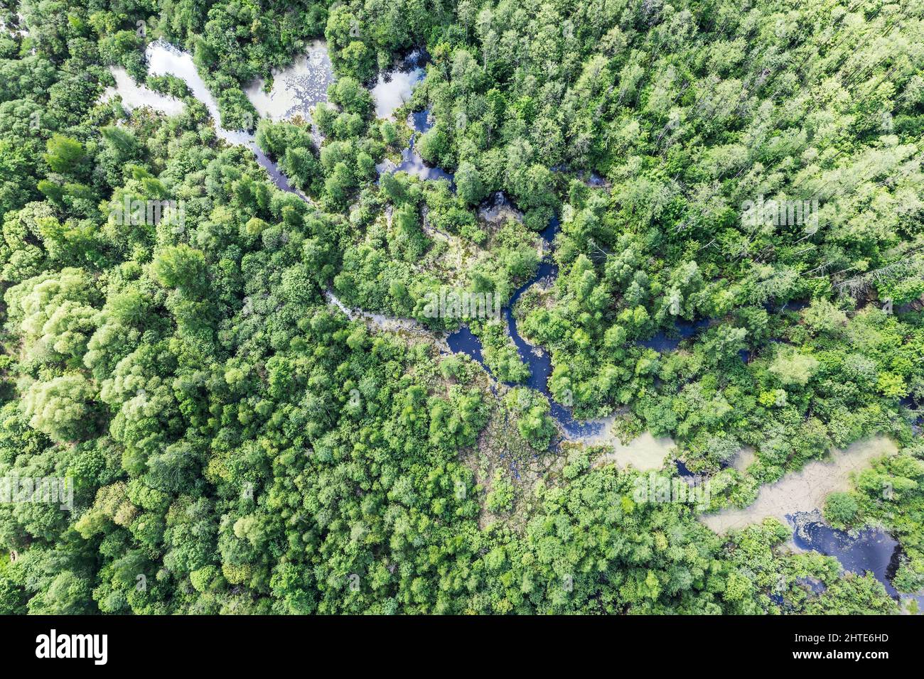 Grüne Wald-Sumpflandschaft. Sumpfiges Land und Feuchtgebiet, Sumpf. Luftaufnahmen mit Drohne. Stockfoto