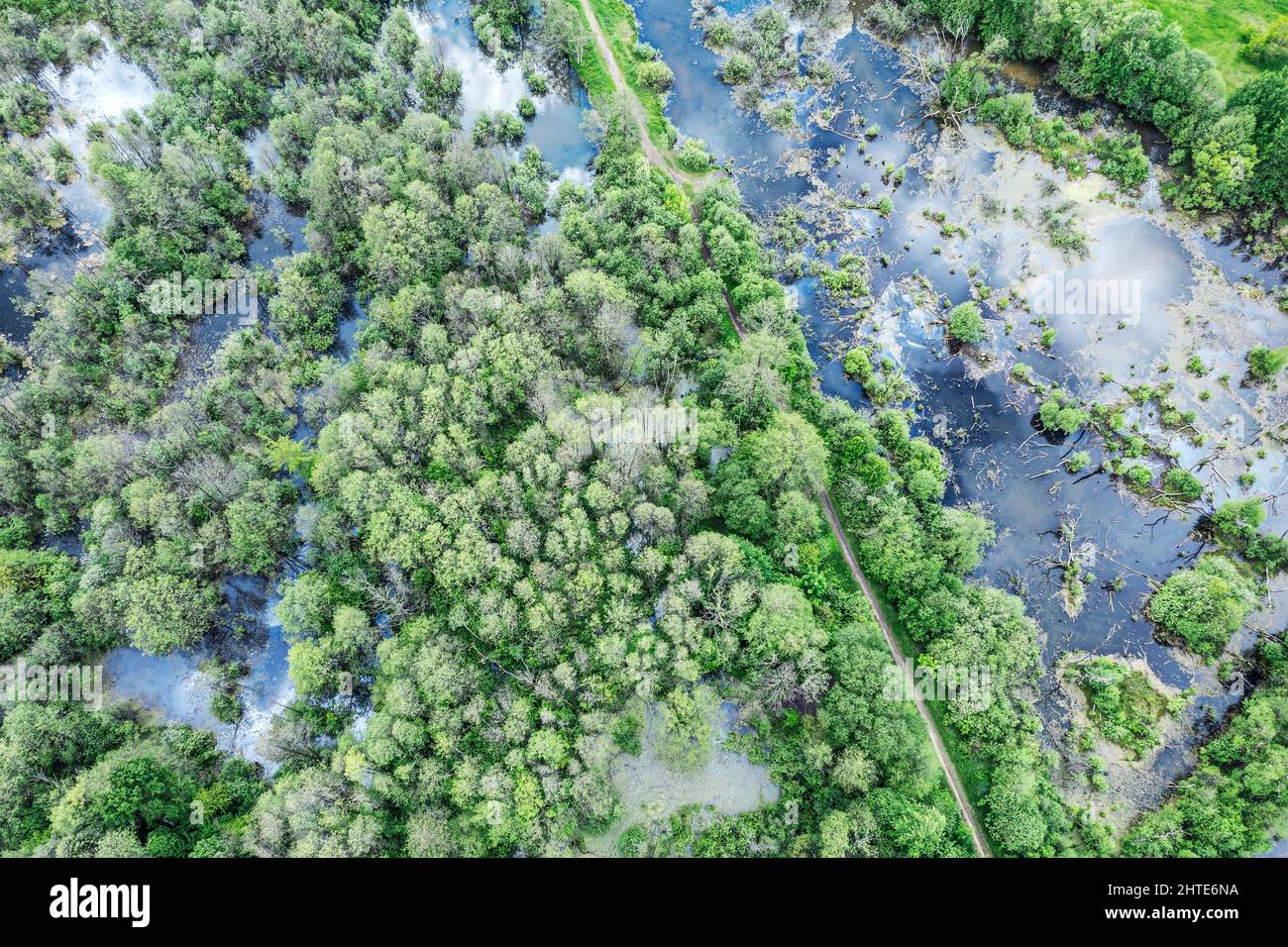 Luftaufnahme von oben auf grünen Wald Bäume und Fluss Sumpf. Sommer Wildnis Landschaft. Stockfoto