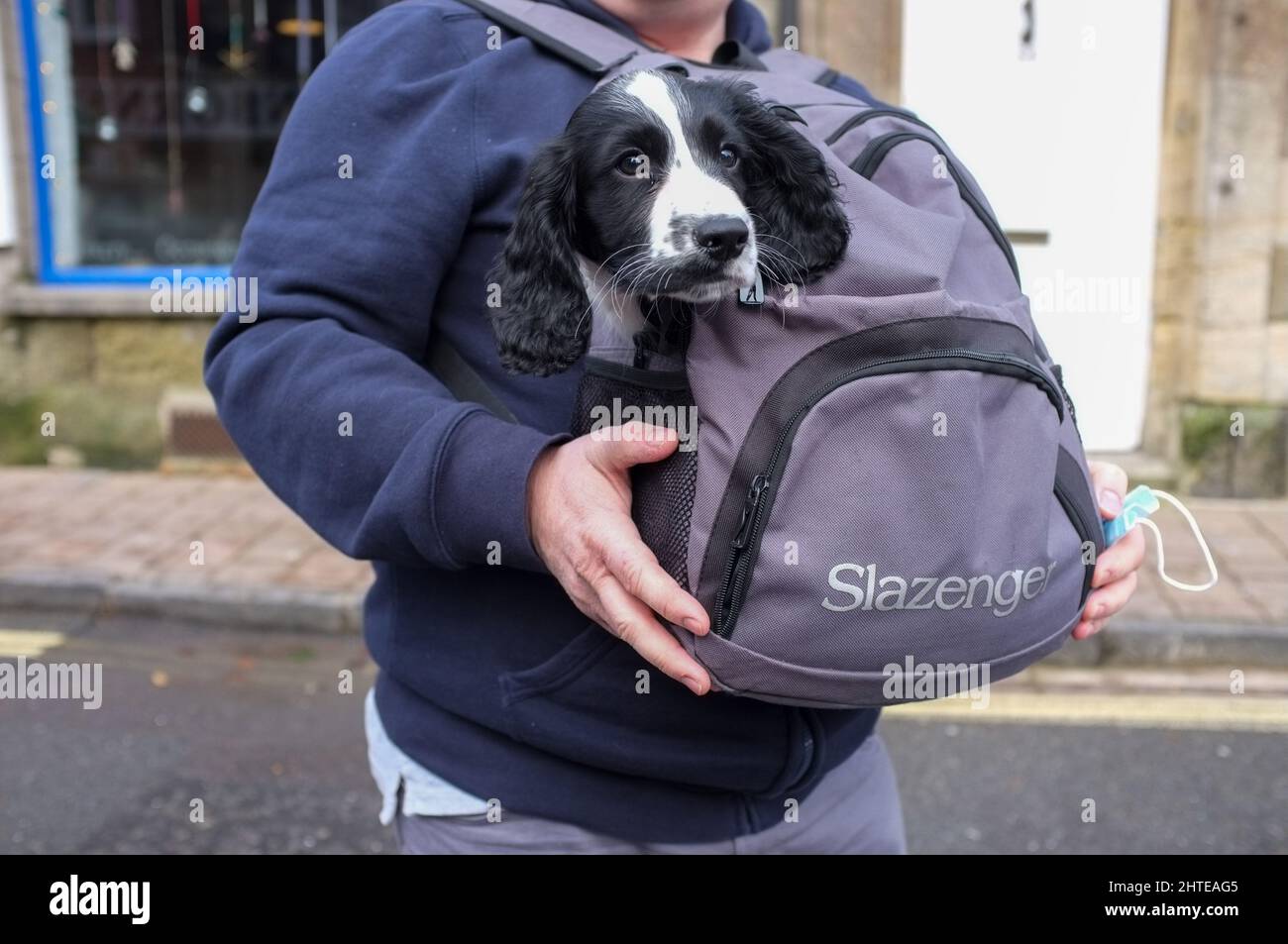 Ein junger Hund wird in einem Rucksack entlang der Straße in Dorset getragen. Stockfoto