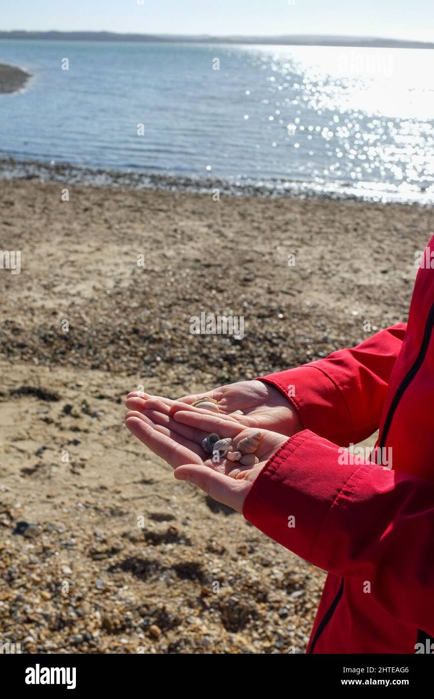 Am Strand von Lepe in Hampshire, Großbritannien, sammelten sich Muscheln in einer Mädchenhand. Stockfoto