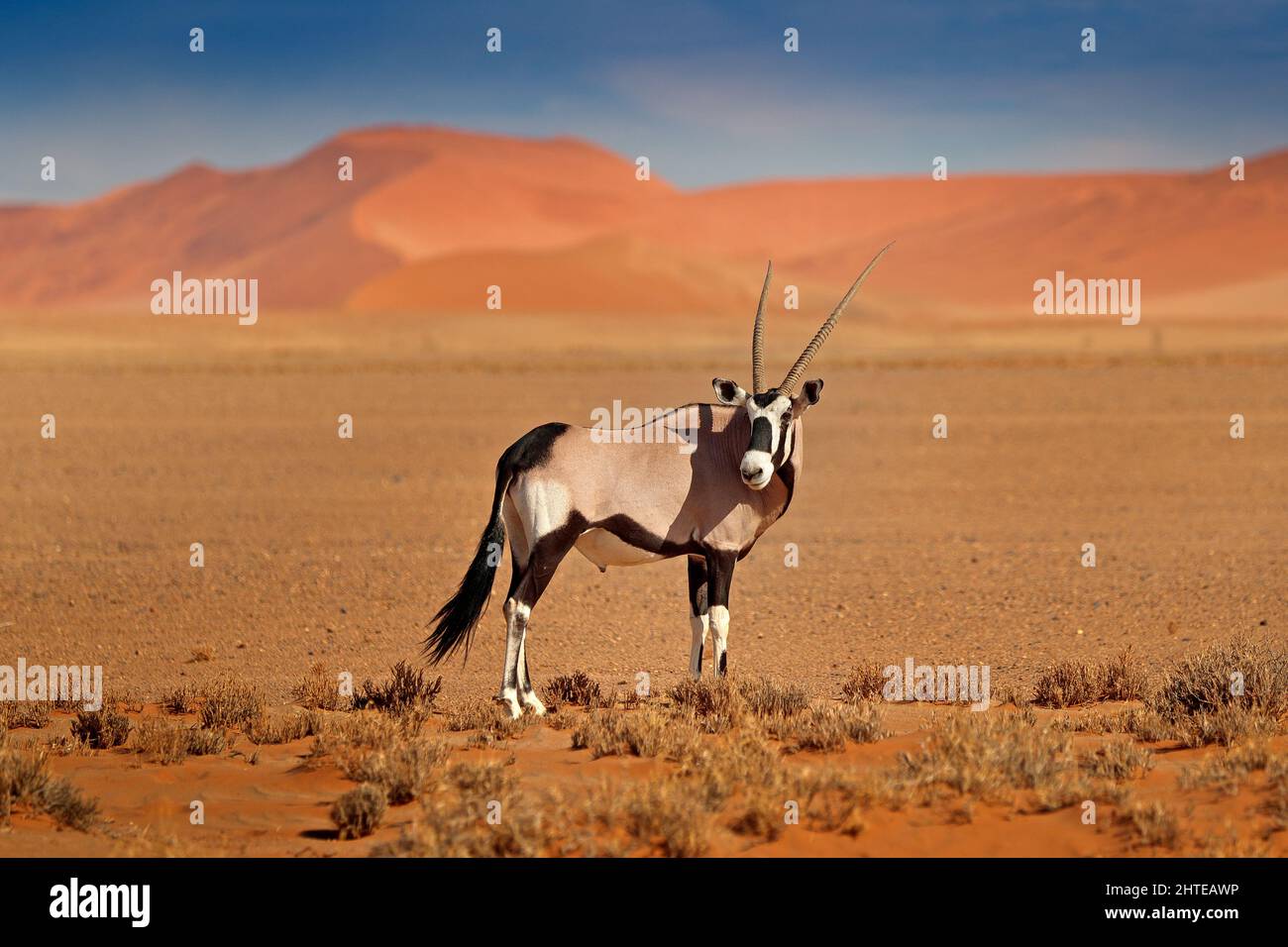 Gemsbok mit orangefarbener Sanddüne Abenduntergang. Gemsbuck, Oryx gazella, große Antilope in Naturgebiet, Sossusvlei, Namibia. Wilde Tiere im savan Stockfoto
