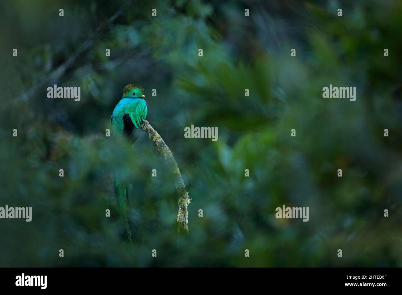 Strahlender Quetzal, Pharomachrus mocinno, aus Savegre in Costa Rica mit verschwommenem grünen Wald im Hintergrund. Prachtvoller grüner und roter Vogel. Stockfoto