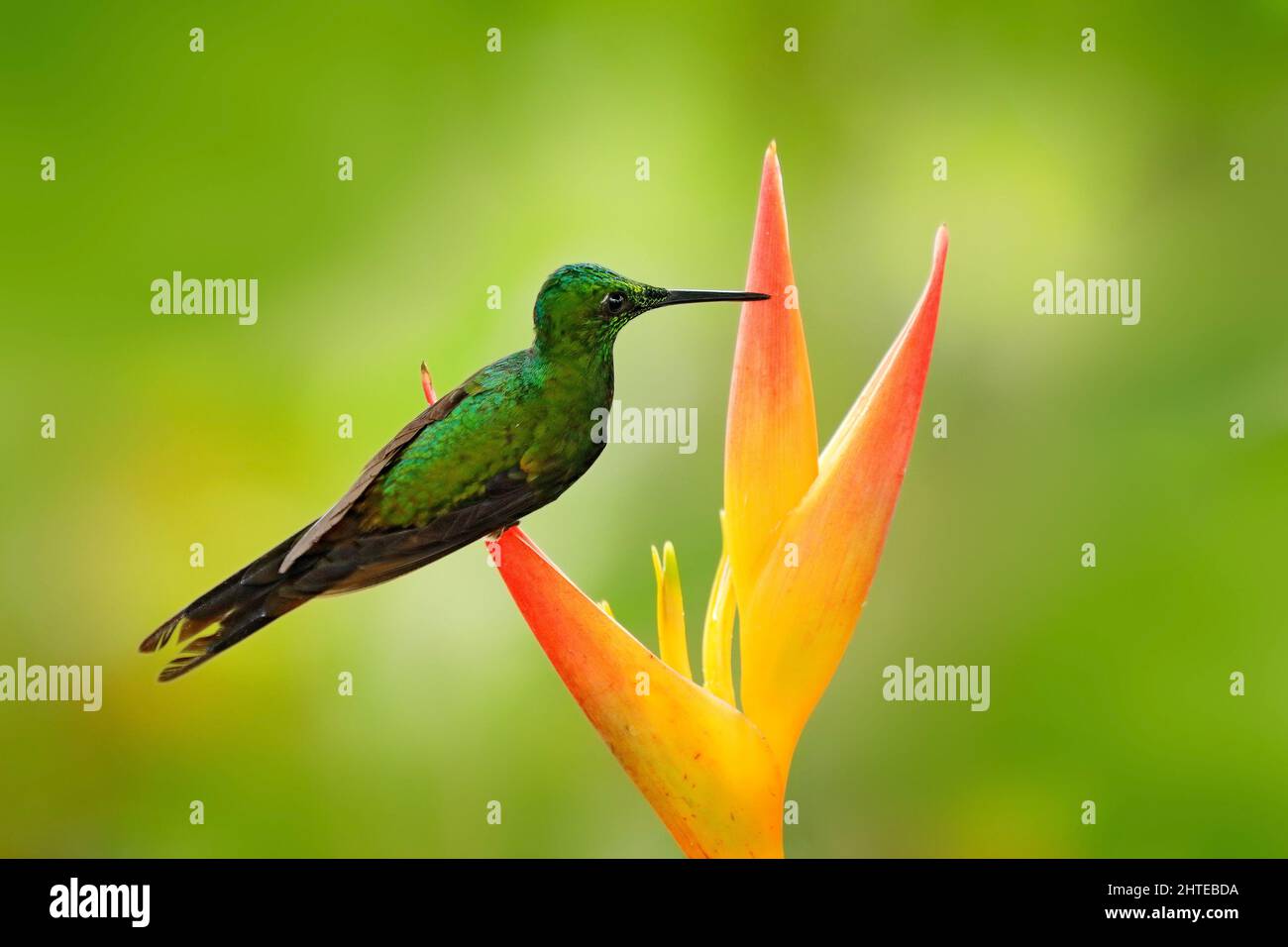 Tropische Natur, Vogel mit Blütenblüte. Kolibri Empress Brilliant, Heliodoxa imperatrix aus Kolumbien in der Blüte Blume, Kolumbien, Tierwelt aus Stockfoto