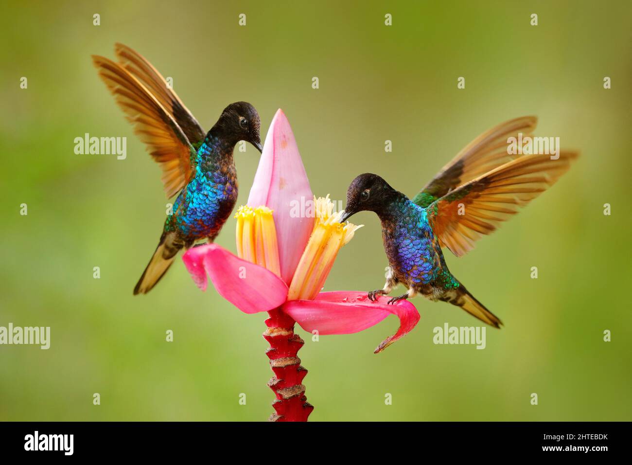 Tropische Natur. Schwarzer blauer Kolibri mit rosa roter Blütenblüte, saugender Nektar mit offenen Flügeln. Samtvioletter Coronet, Boissonneaua jardini, dunkles Bi Stockfoto