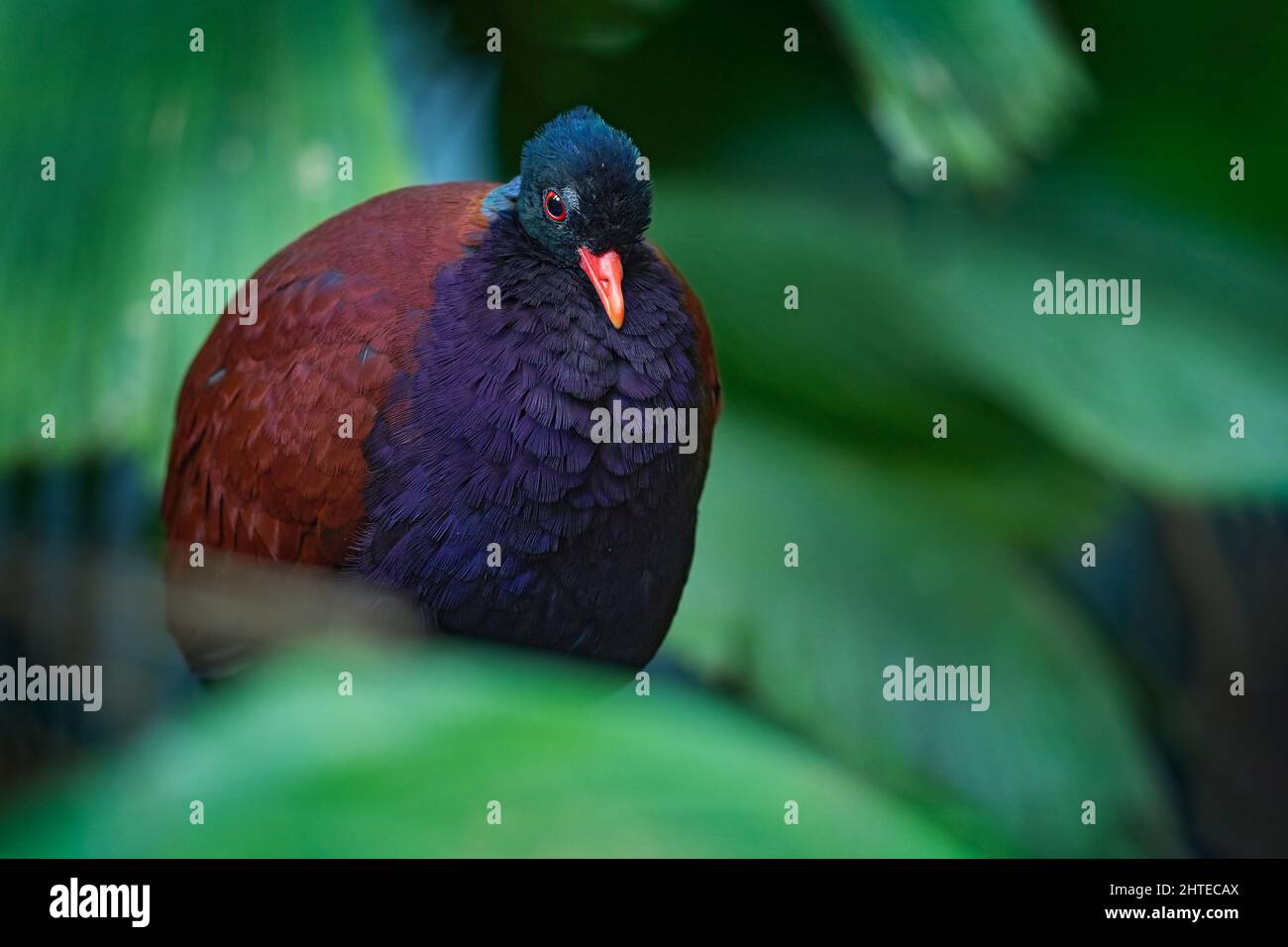 Taube, Otidiphaps nobilis, großer dunkelvioletter Vogel im Naturwald-Habitat, Neuguinea. Seltene schöne Vogel in der Natur, Tierwelt Asien. Stockfoto