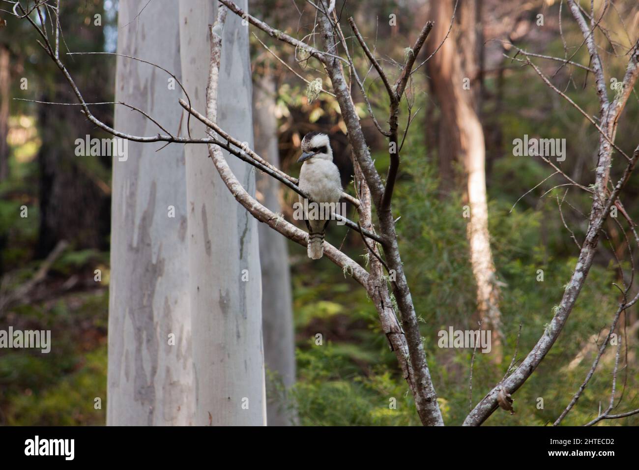Natürliche Ansicht eines arischen Kookaburra-Vogels, der auf einem Baumzweig thront Stockfoto