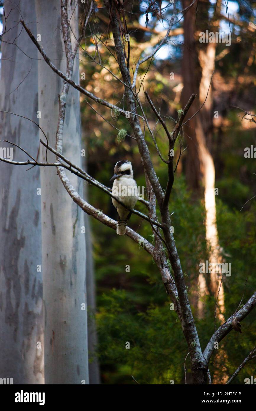 Vertikale Aufnahme eines arischen Kookaburra-Vogels, der auf einem Baumzweig thront Stockfoto