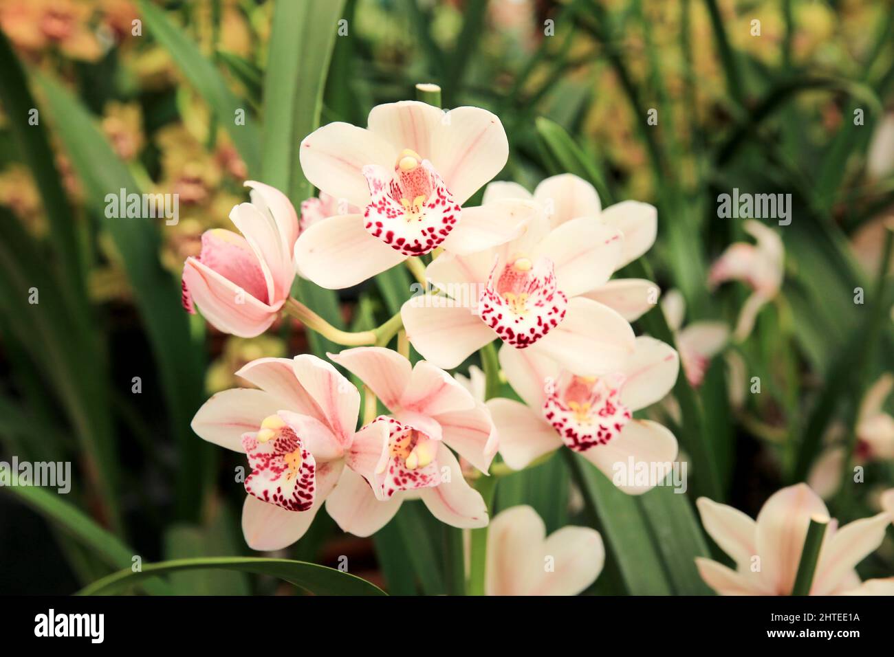 Schöne Cymbidium Orchidee im Garten unter der Sonne Stockfoto