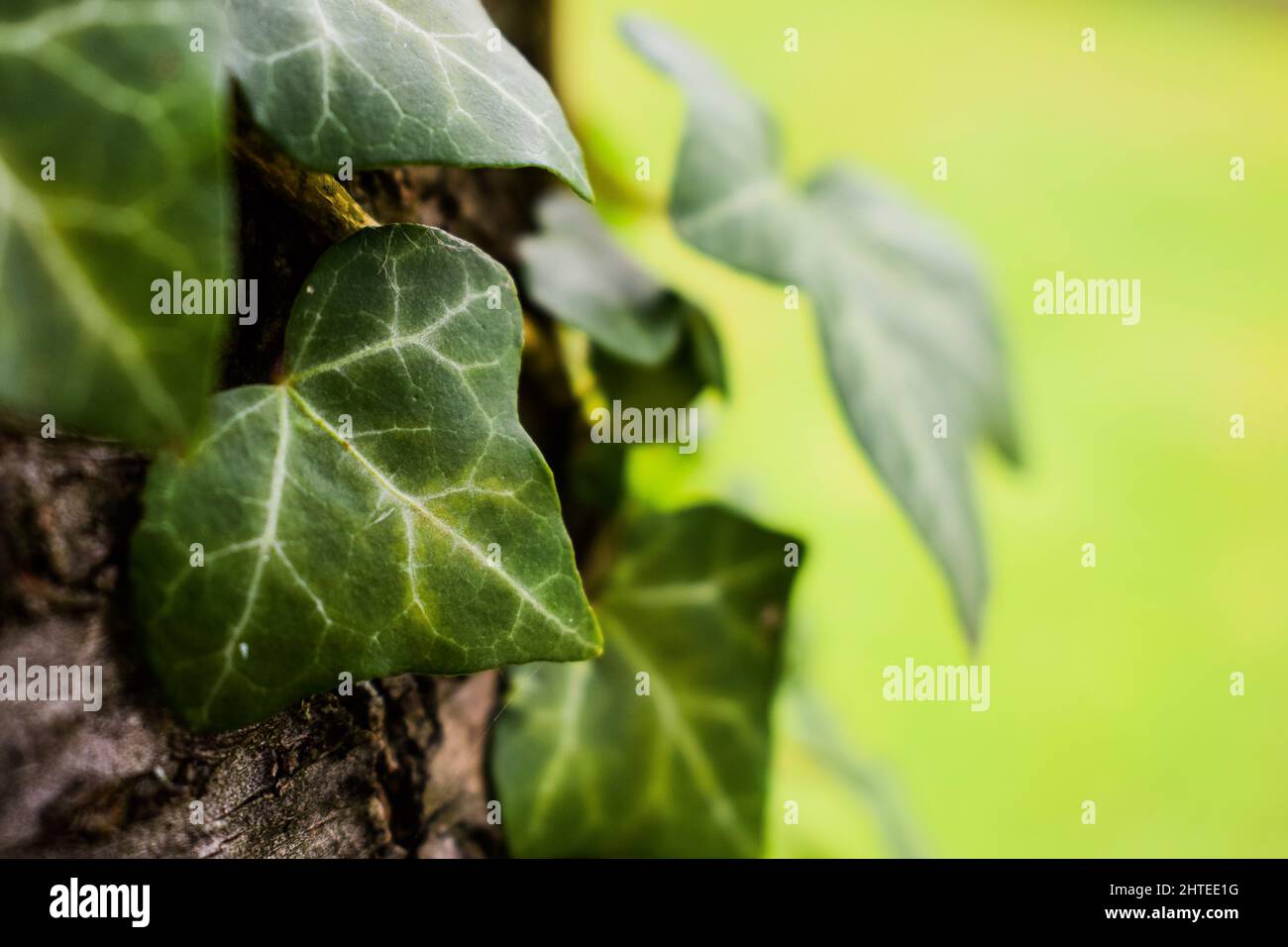 Eine Nahaufnahme des grünen Laubes. Ausgewählter Fokus. Stockfoto