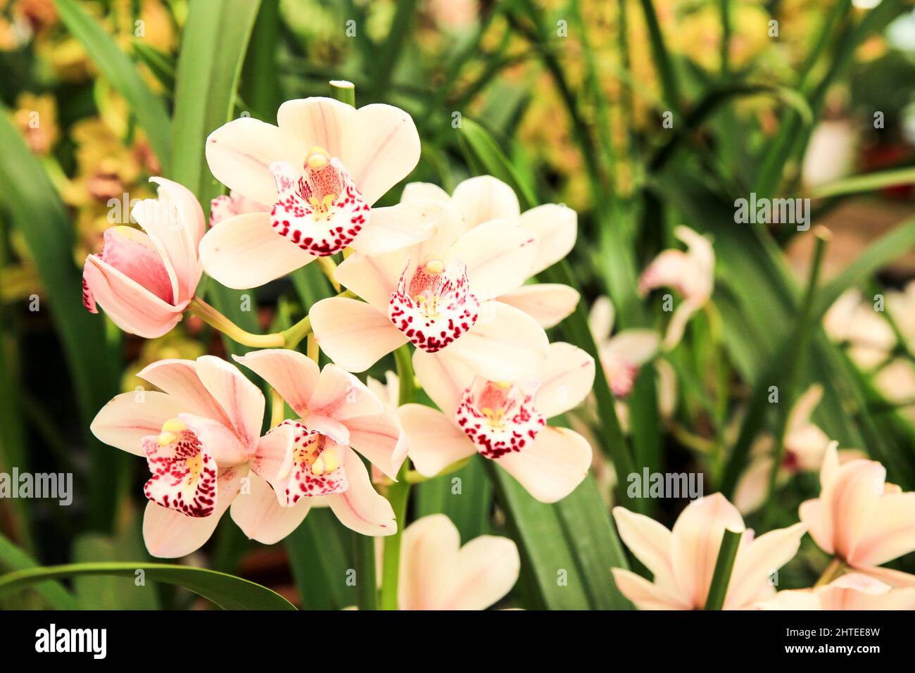 Schöne Cymbidium Orchidee im Garten unter der Sonne Stockfoto